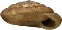 Discus rotundatusFLÄCKDISKSNÄCKA2.7 × 5.5 mm